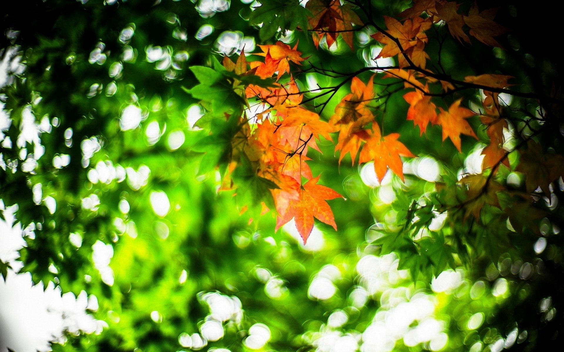 orange leaves Wallpaper
