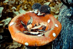 artificial mushroom , Photography, Tree, Forest, Mushroom
