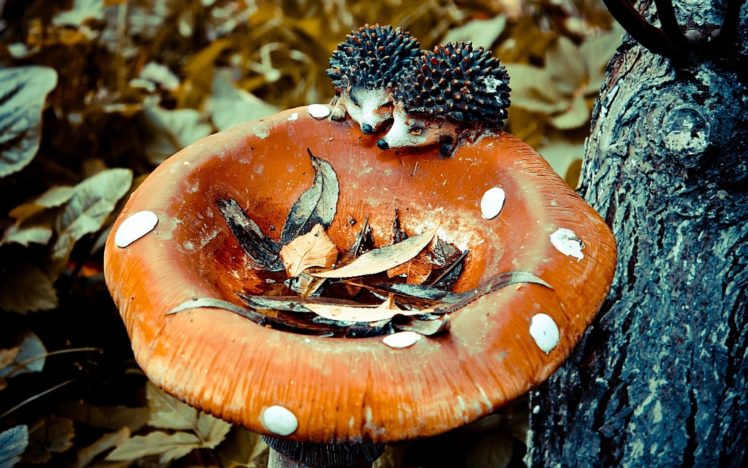 artificial mushroom , Photography, Tree, Forest, Mushroom HD Wallpaper Desktop Background