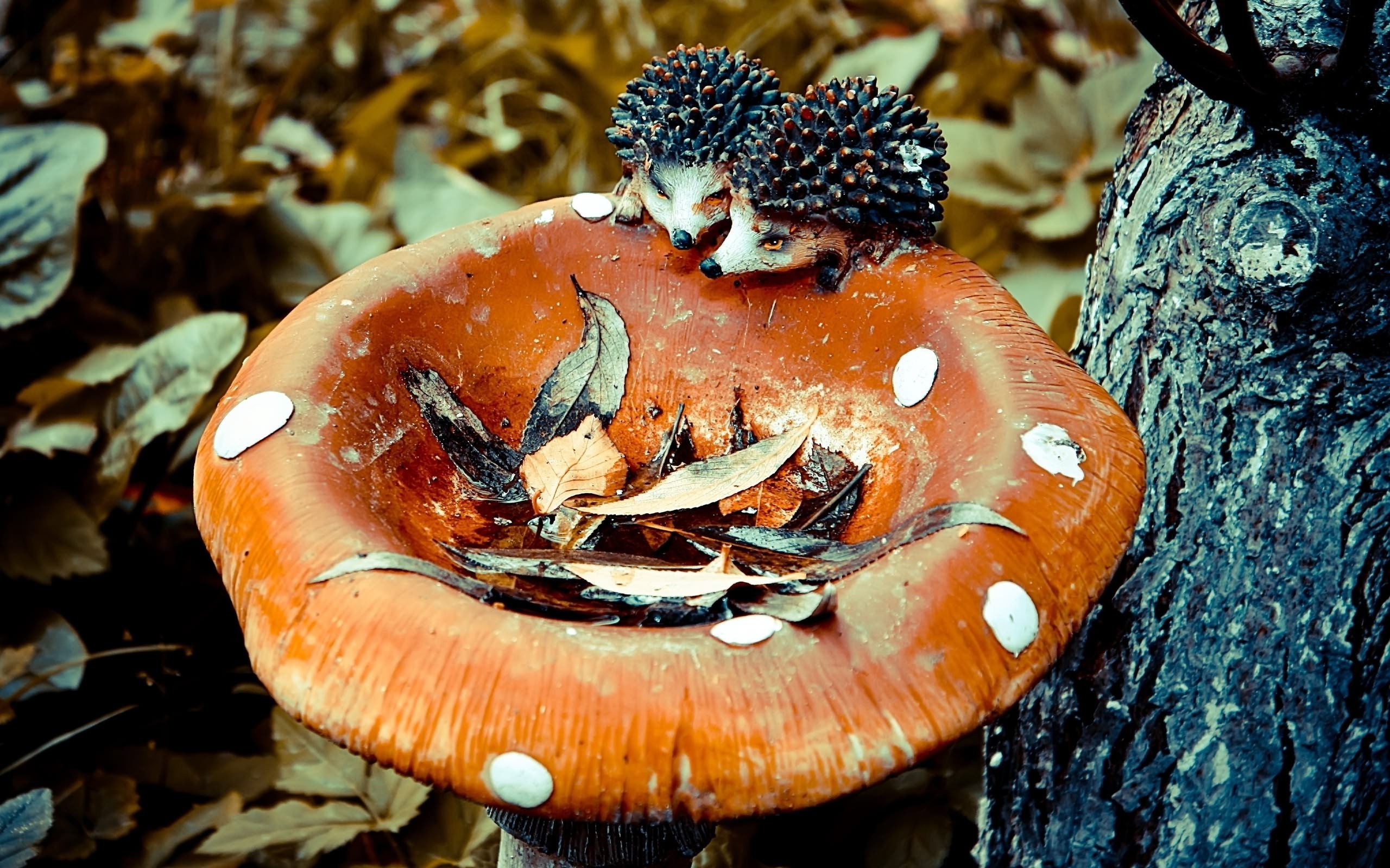 artificial mushroom , Photography, Tree, Forest, Mushroom Wallpaper