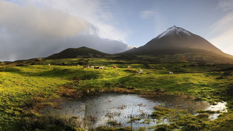 nature, Sky, Mountain, Field, Pond, Summer, Cow HD Wallpaper Desktop Background