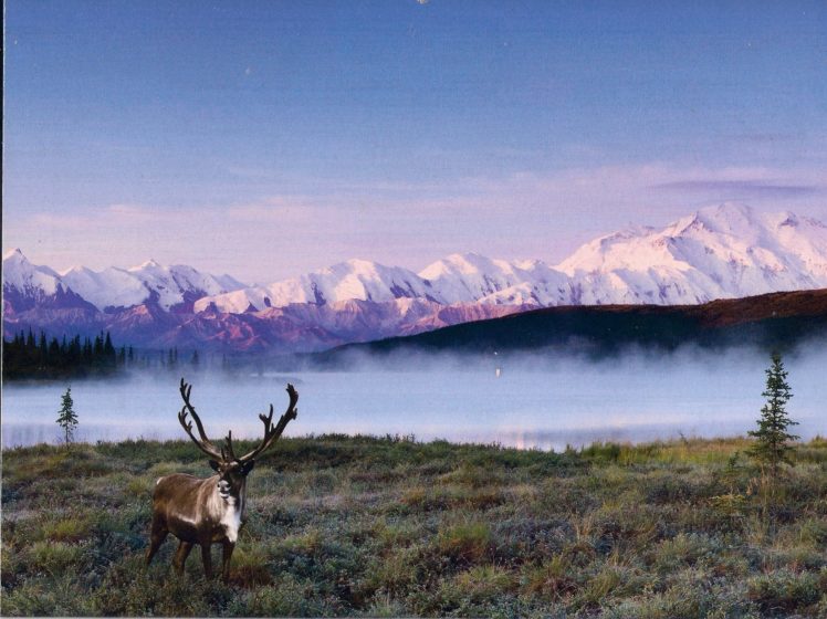 caribou snow lake mountains HD Wallpaper Desktop Background