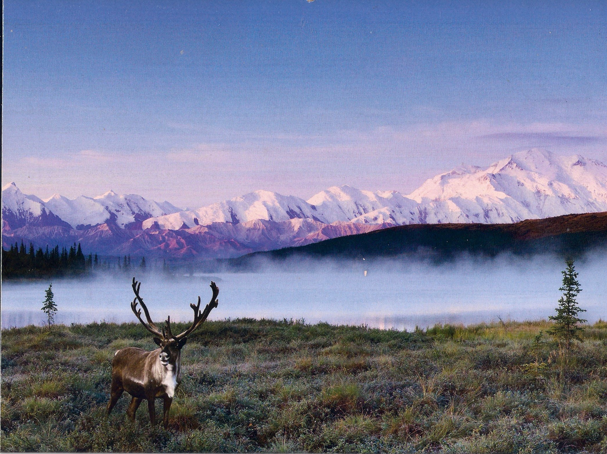 caribou snow lake mountains Wallpaper