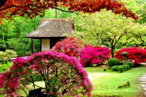 garden, Flower, Pink, Colores