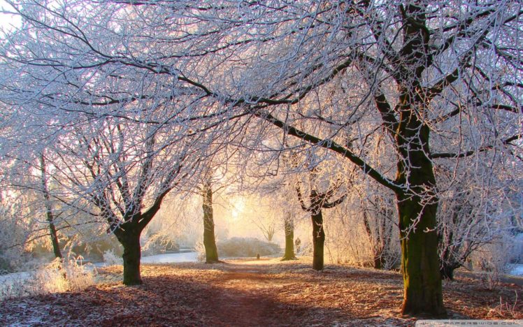 winter, Snow, Tree HD Wallpaper Desktop Background