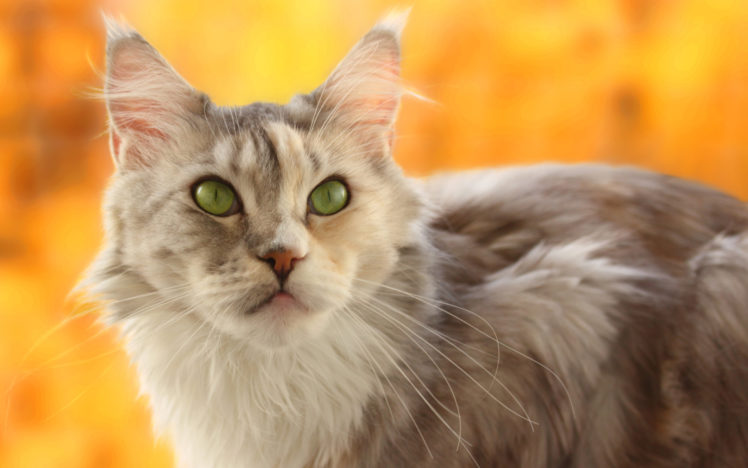 cat, Muzzle, Yellow, Blur HD Wallpaper Desktop Background