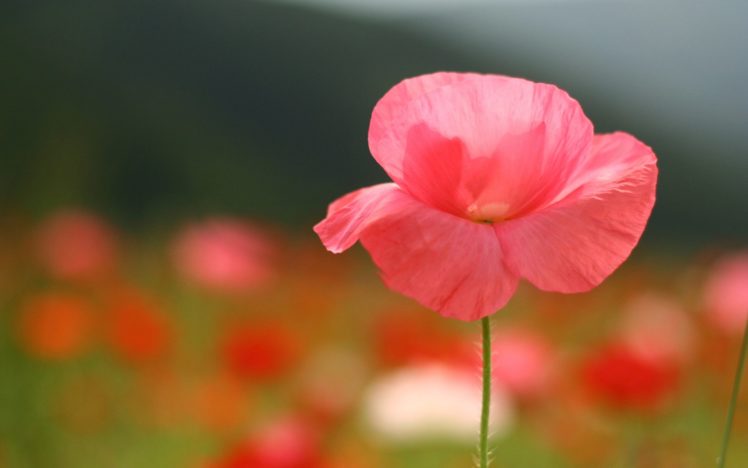 pink, Flower, Close, Photography HD Wallpaper Desktop Background