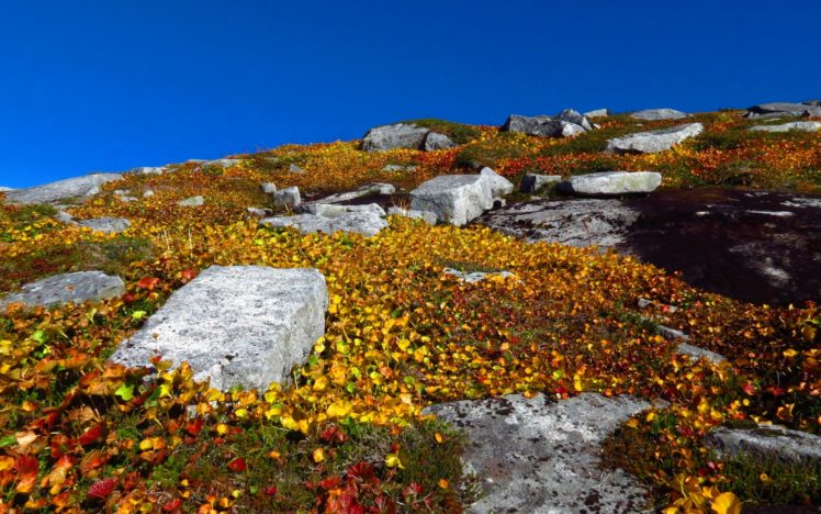 hill, Sky, Plants, Rocks, Leaves, Yellow HD Wallpaper Desktop Background