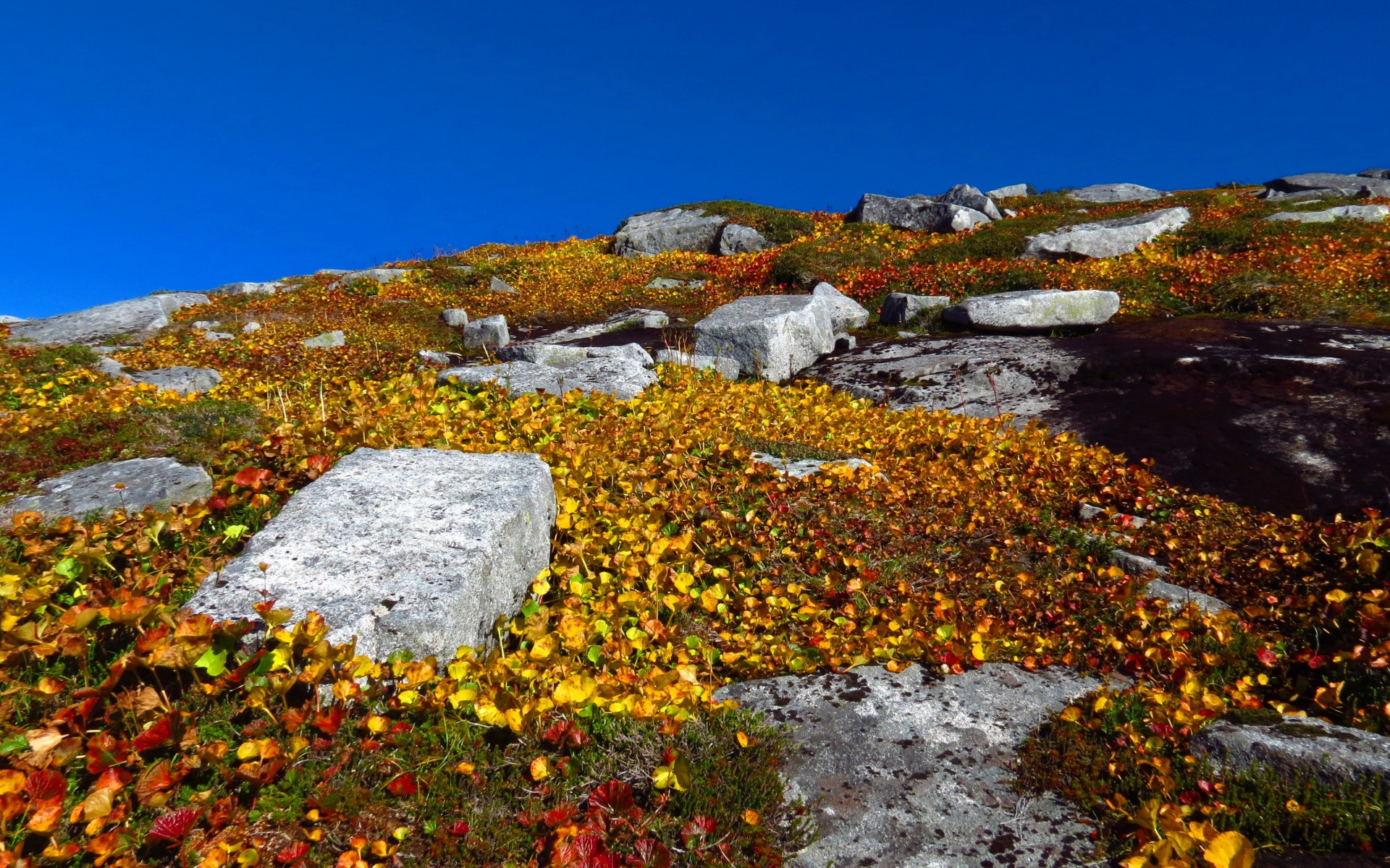 hill, Sky, Plants, Rocks, Leaves, Yellow Wallpaper