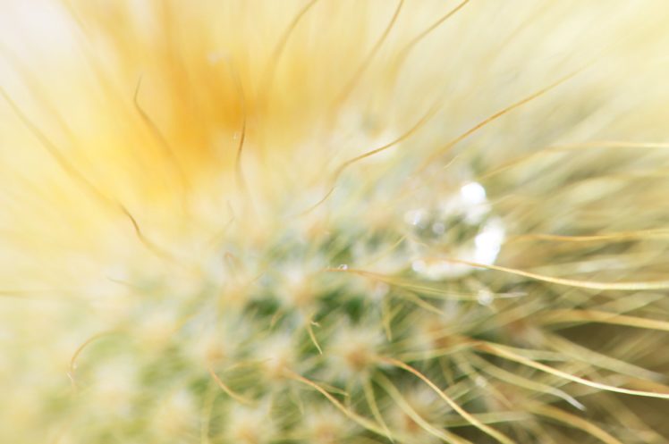 cactus, Spines, Drop, Macro HD Wallpaper Desktop Background