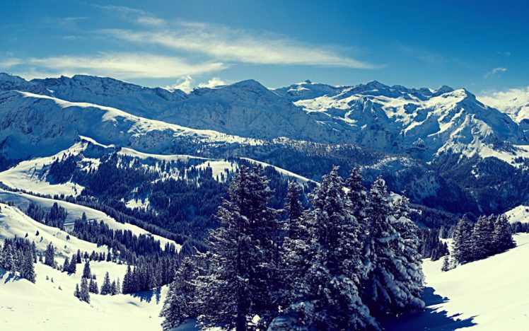 superb, Winter, Forest, View HD Wallpaper Desktop Background