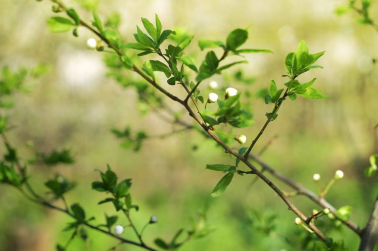 plum, Tree, Buds, Leaves, Spring, Blossom HD Wallpaper Desktop Background