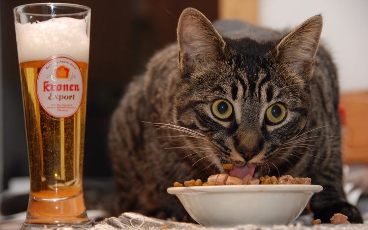 cat, Eating HD Wallpaper Desktop Background