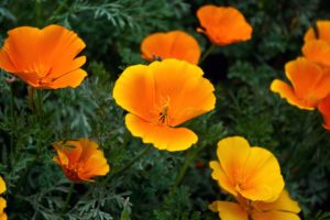 golden, State, Poppies