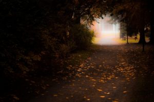 autumn, Path, Mood, Bokeh, Nature, Landscape, Forest