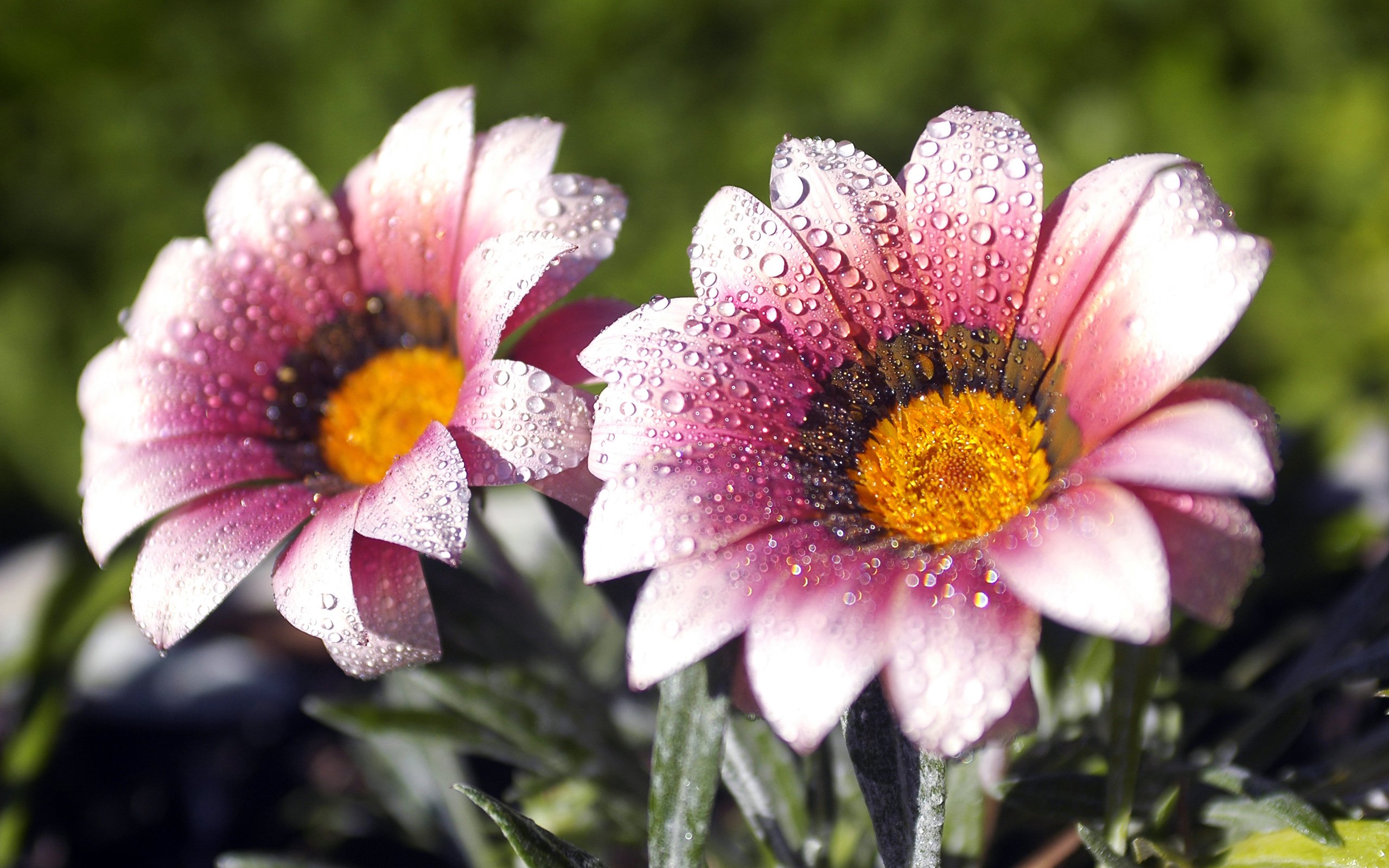awesome, Flowers, Morning, Dew Wallpaper