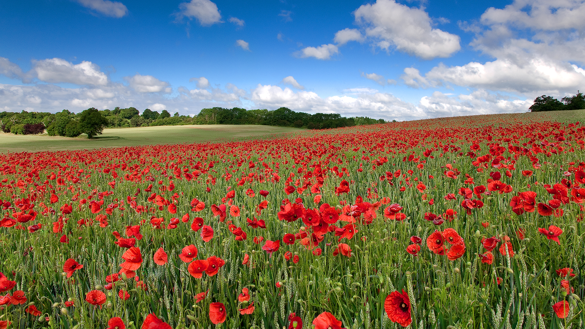 flowers Wallpaper