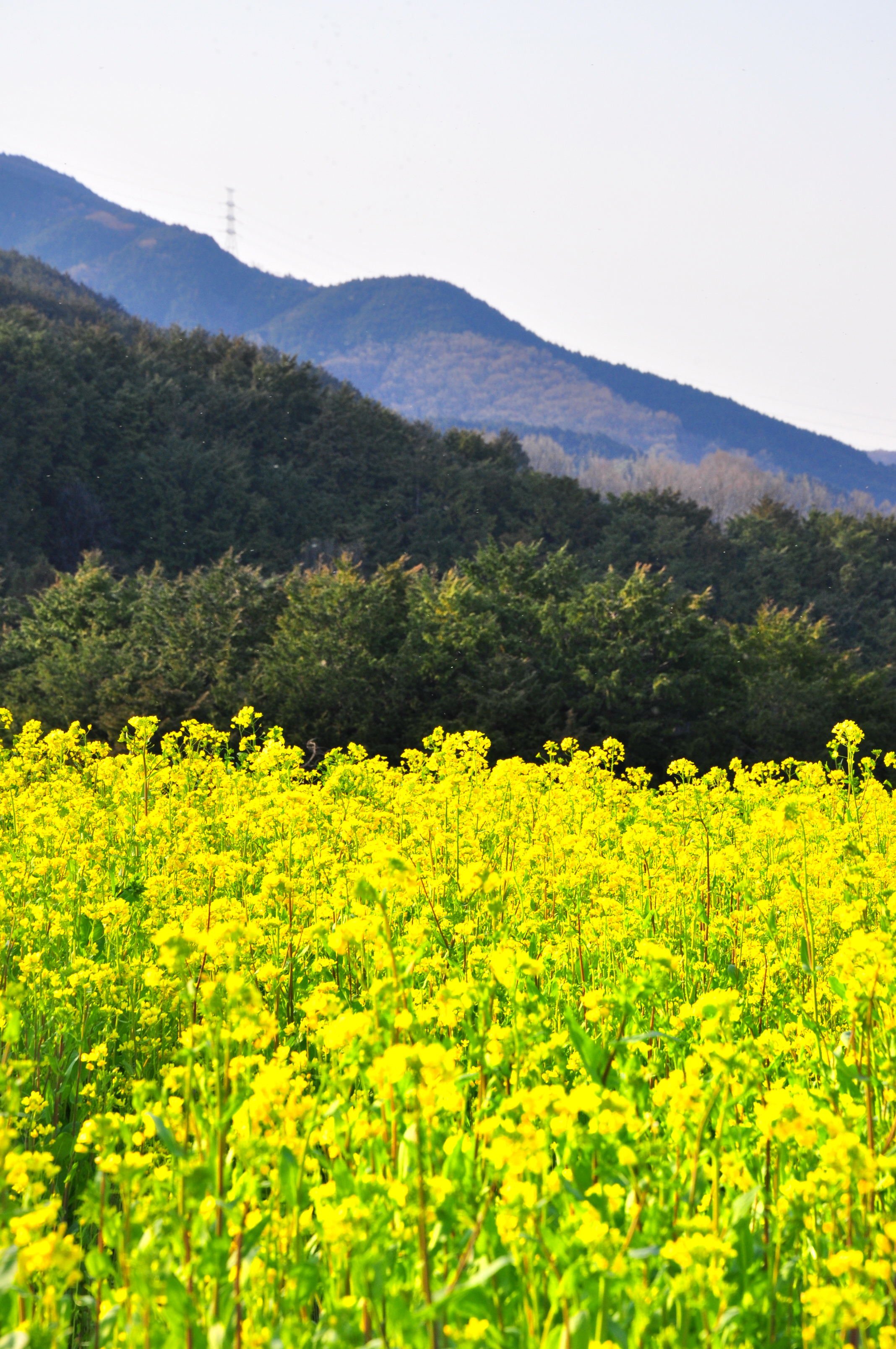 flower, Summer, Mountain Wallpaper