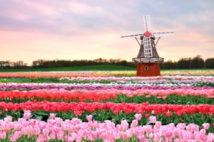 flowers, Mill, Field, Tulips, Pink, Spring, Flowers, Architecture