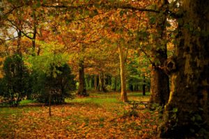 autumn, Forest, Park, Landscape