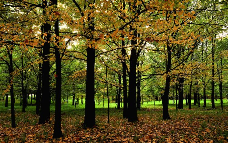 autumn, Park, Trees HD Wallpaper Desktop Background