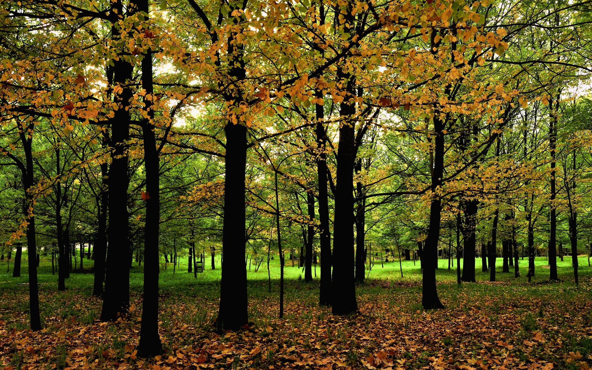 autumn, Park, Trees Wallpaper