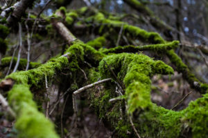 moss, Branches