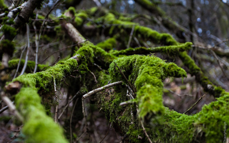 moss, Branches HD Wallpaper Desktop Background