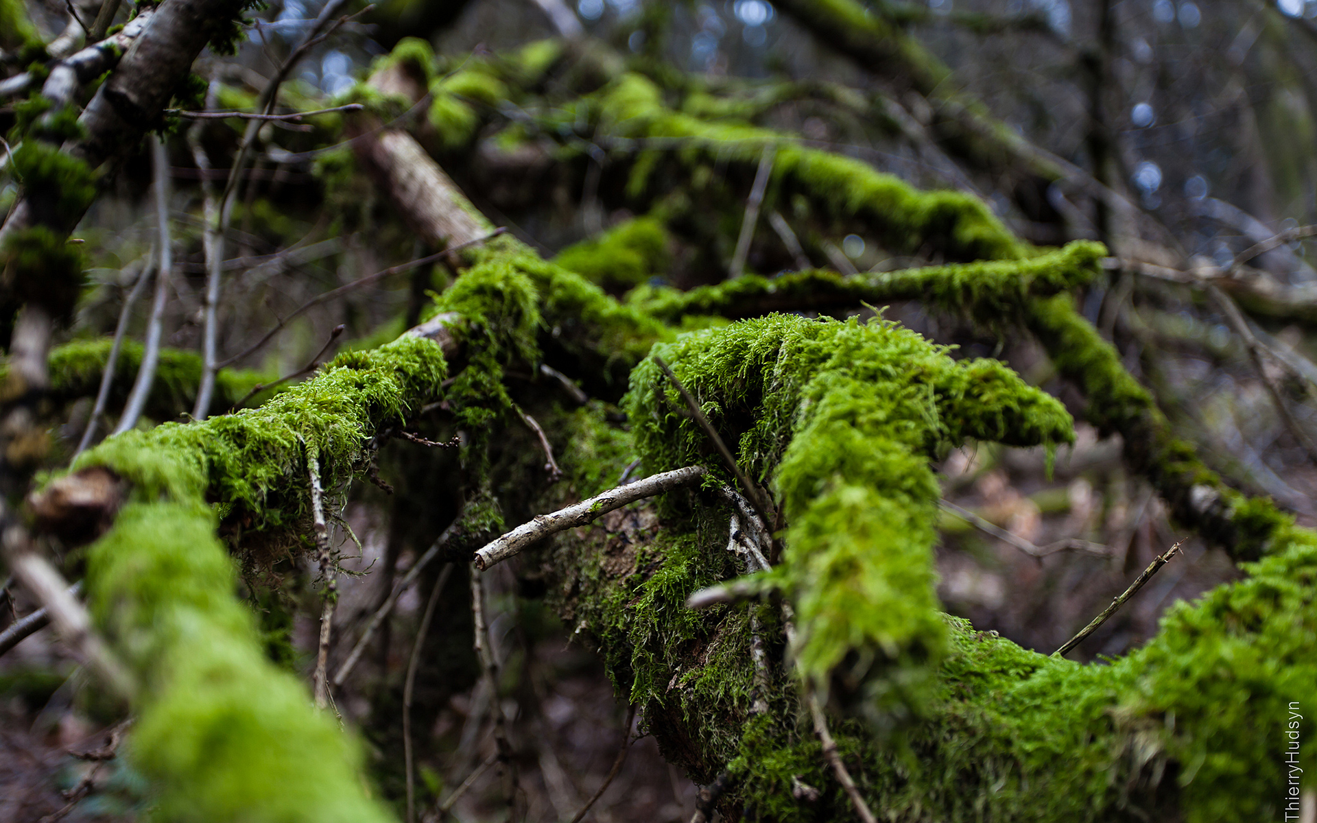 moss, Branches Wallpaper