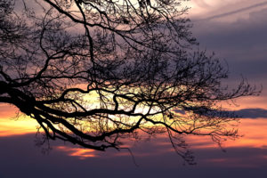 sunset, Branches, Tree, Sky