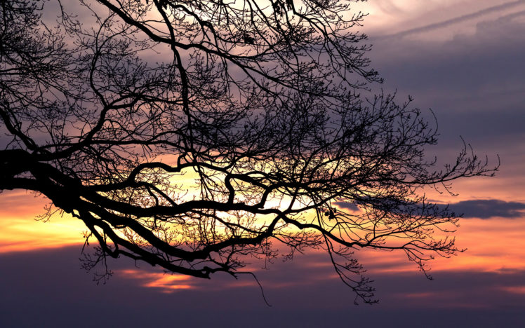 sunset, Branches, Tree, Sky HD Wallpaper Desktop Background