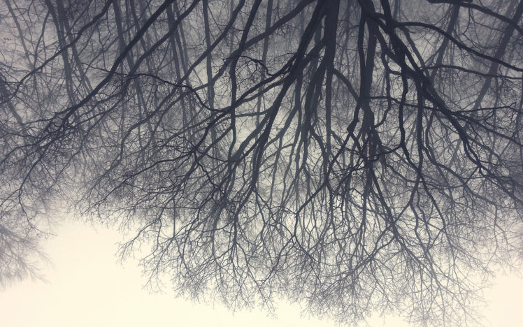 trees, Branches, Reflection, Lake HD Wallpaper Desktop Background