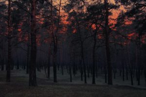 trees, Forest, Sunset