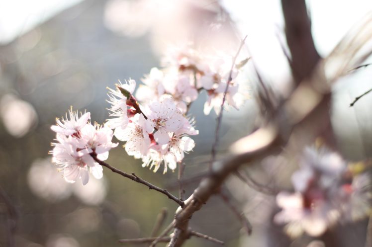 apricot, Flowers, Blossom, Spring, Tenderness, Sunlight HD Wallpaper Desktop Background