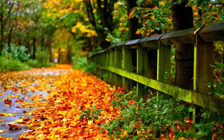 road, With, Autumn, Leaves HD Wallpaper Desktop Background
