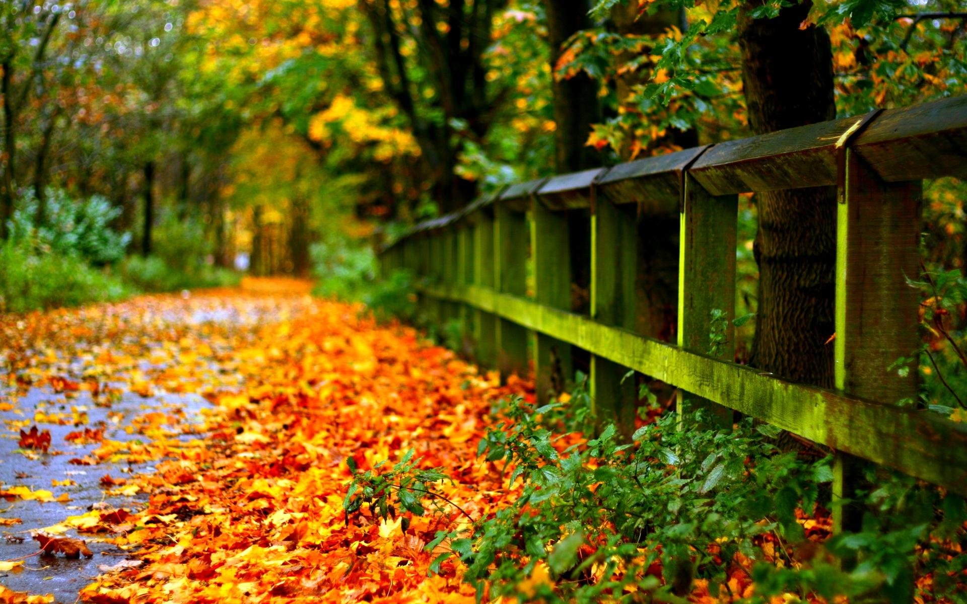 road, With, Autumn, Leaves Wallpaper