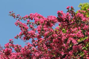 pink, Flowers, Blossom, Tree, Spring