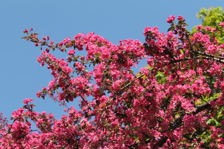 pink, Flowers, Blossom, Tree, Spring HD Wallpaper Desktop Background