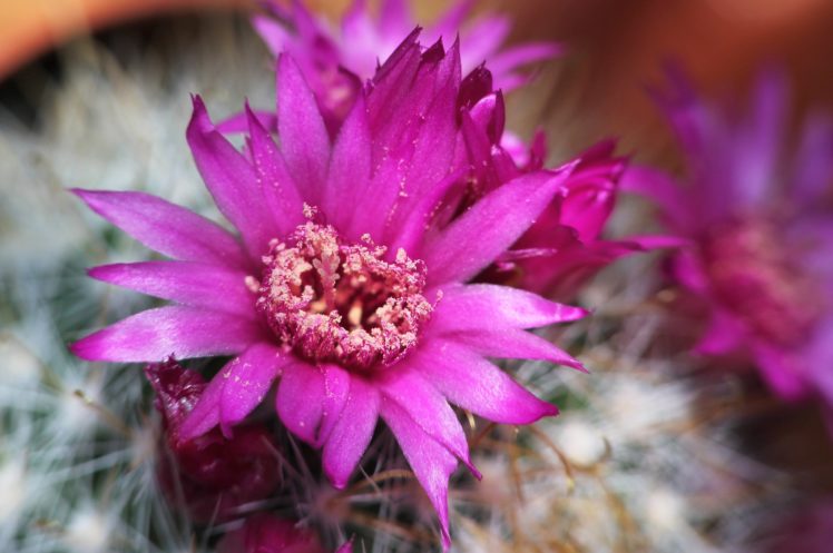 cactus, Mammillaria, Flower, Flowering, Blossom, Macro HD Wallpaper Desktop Background