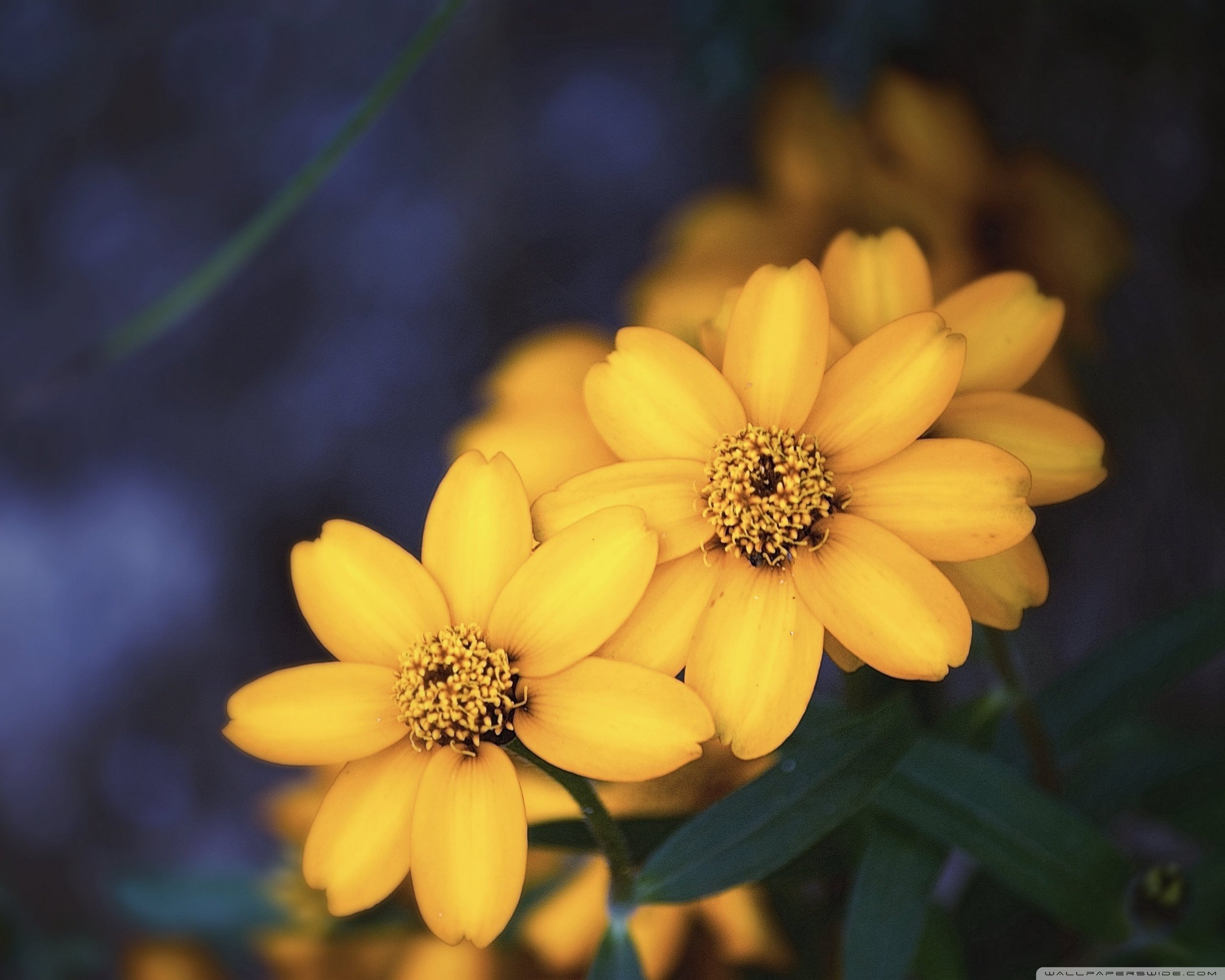 yellow, Flower Wallpaper