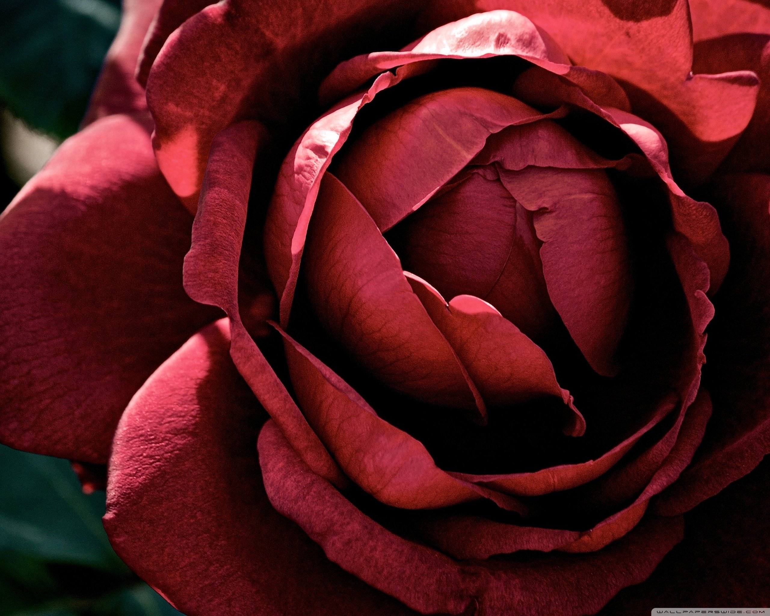 rose, Dark, Red Wallpapers HD / Desktop and Mobile Backgrounds