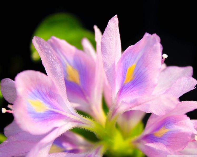 flower, Petals HD Wallpaper Desktop Background