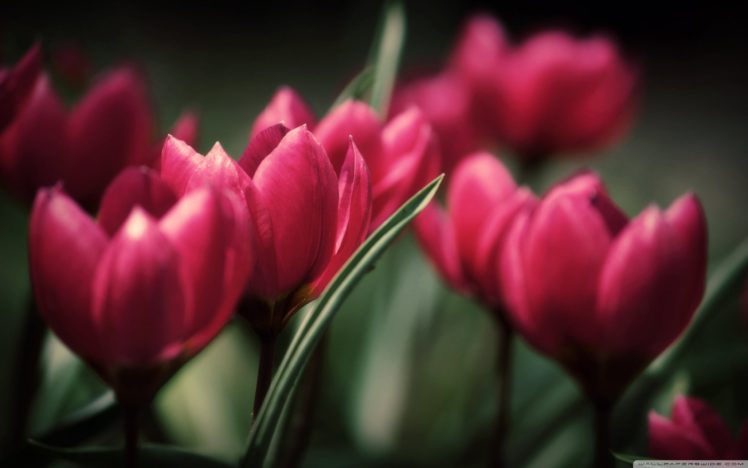 tulips HD Wallpaper Desktop Background