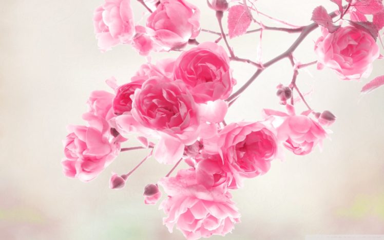pink, Roses HD Wallpaper Desktop Background
