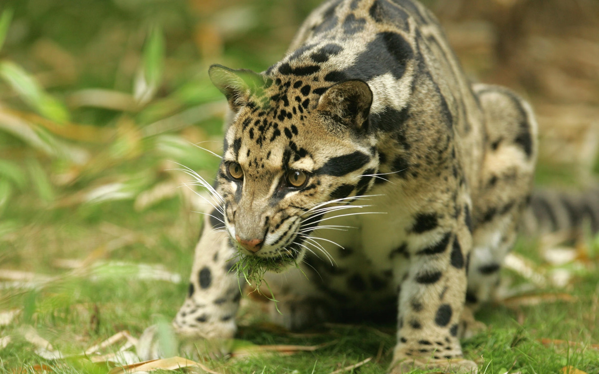 haunting, Jaguar Wallpaper