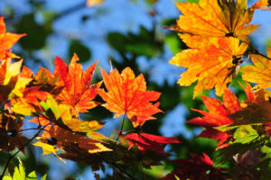 autumn, Leaves