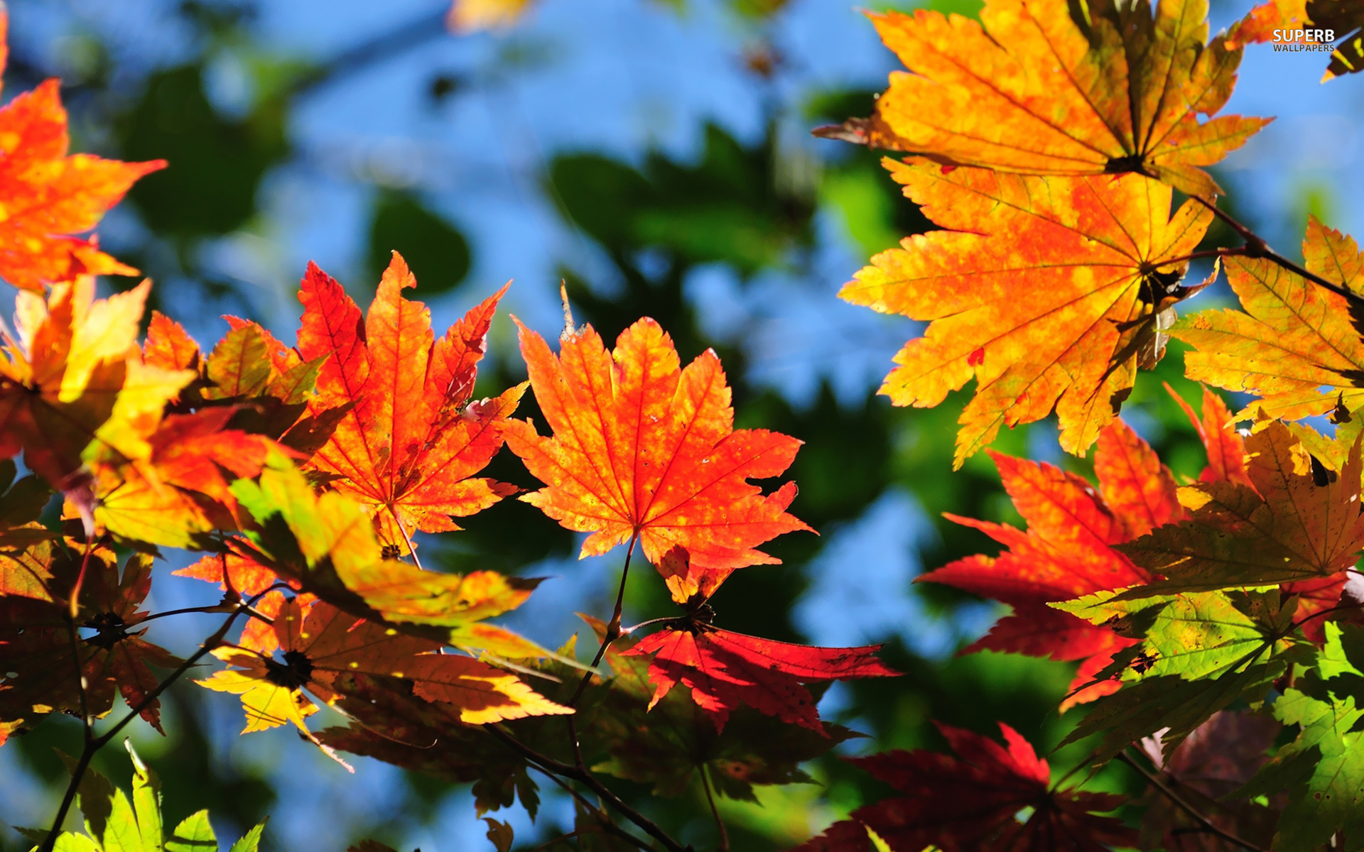 autumn, Leaves Wallpaper