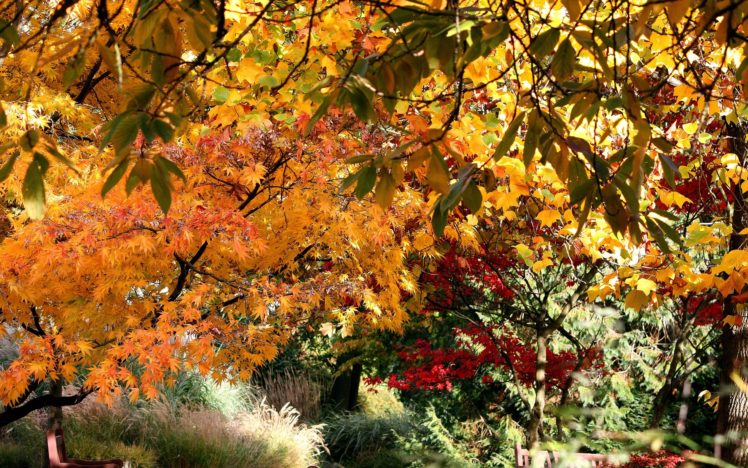 autumn, Trees, Leaves, Nature HD Wallpaper Desktop Background