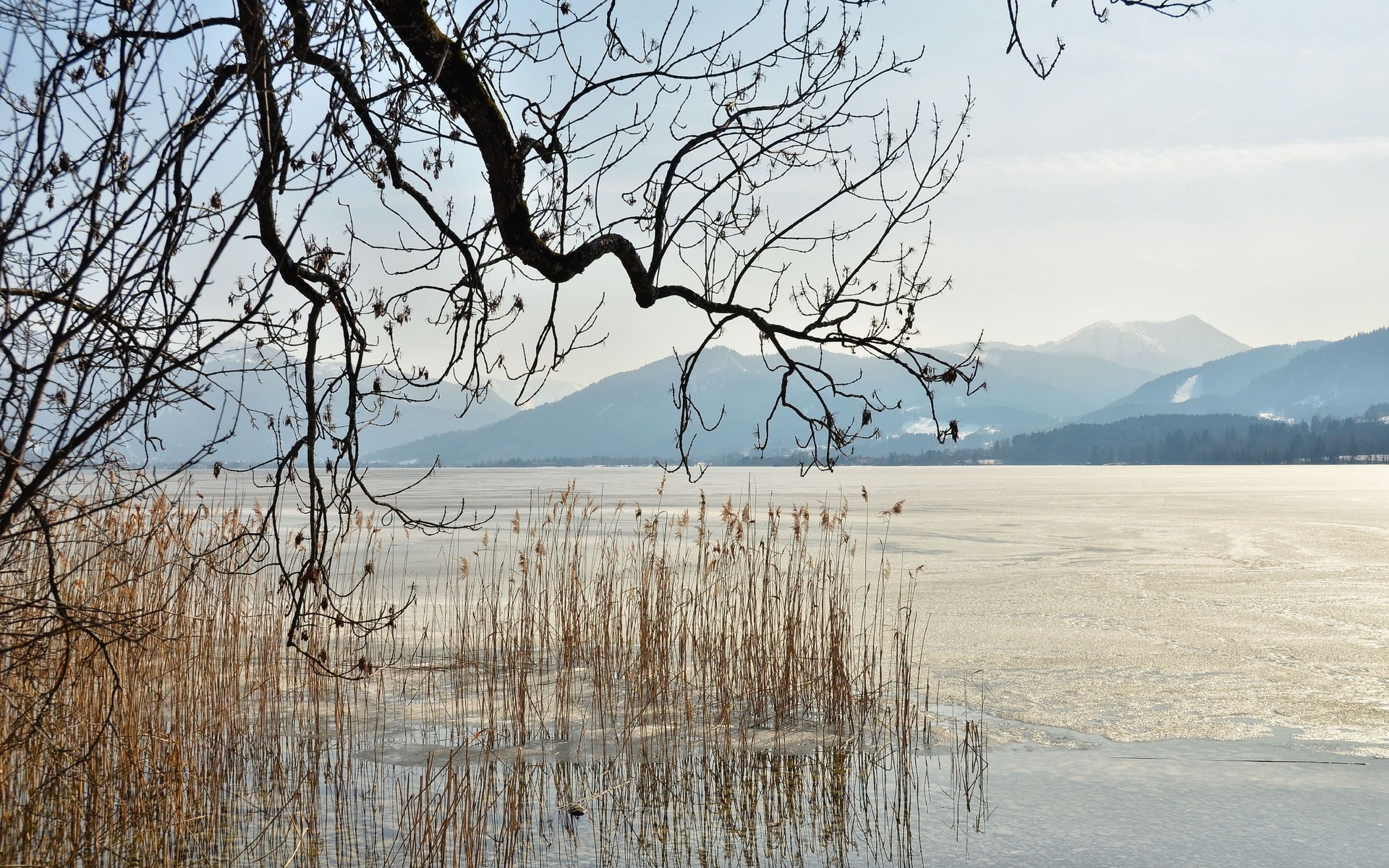 frozen, Lake, Winter, Dry, Grass, Tree, Branches Wallpaper