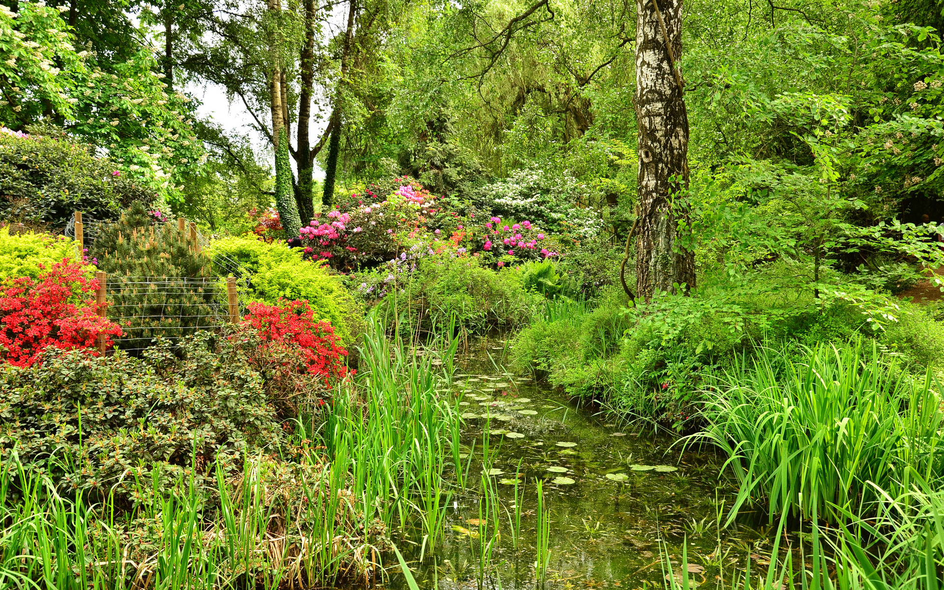 garden, Pond, Park, Trees, Shrubs, Nature, Landscape Wallpaper